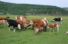 保障辦法會對我國牛肉進出口商業發生如何的影